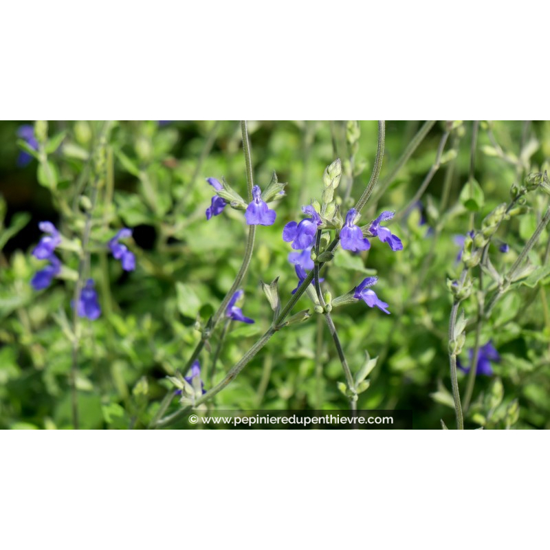 SALVIA chamaedryoides