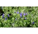 SALVIA chamaedryoides