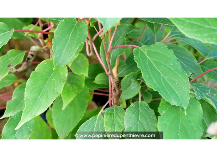 KIWAÏ 'Weiki' KIWAÏ 'Weiki'