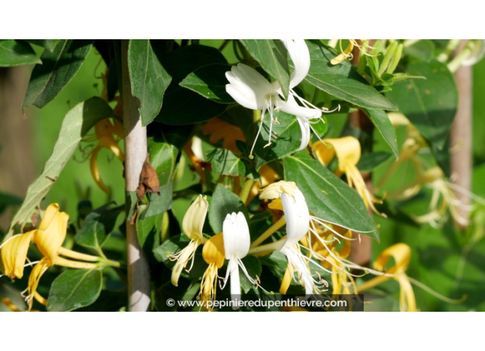 LONICERA japonica 'Hall's Prolific'