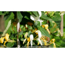 LONICERA japonica 'Hall's Prolific'