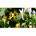 LONICERA japonica \'Hall\'s Prolific\'