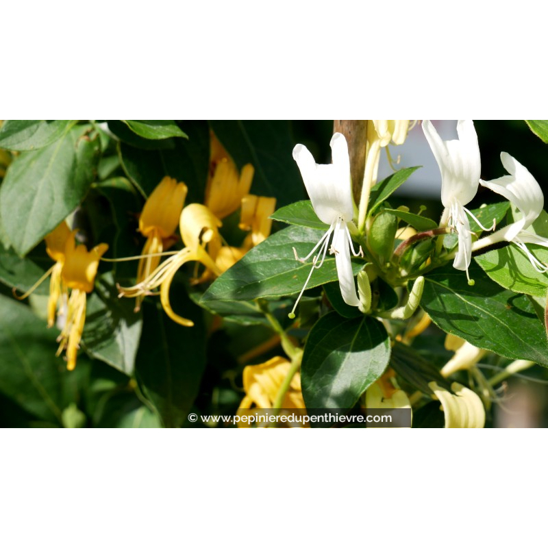 LONICERA japonica 'Hall's Prolific'