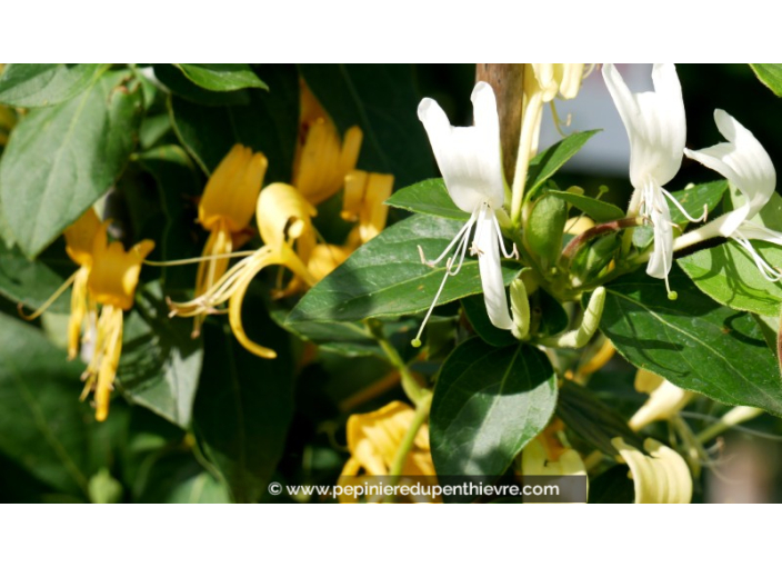 LONICERA japonica 'Hall's Prolific'