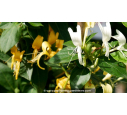 LONICERA japonica 'Hall's Prolific'
