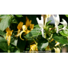 LONICERA japonica \'Hall\'s Prolific\'