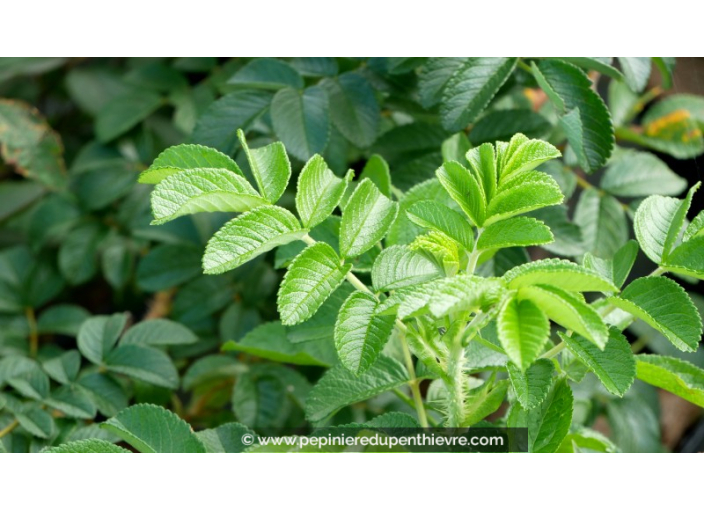 ROSA rugosa 'Rubra'