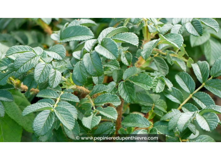 ROSA rugosa 'Rubra'