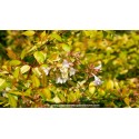 ABELIA x grandiflora \'Francis Mason\'