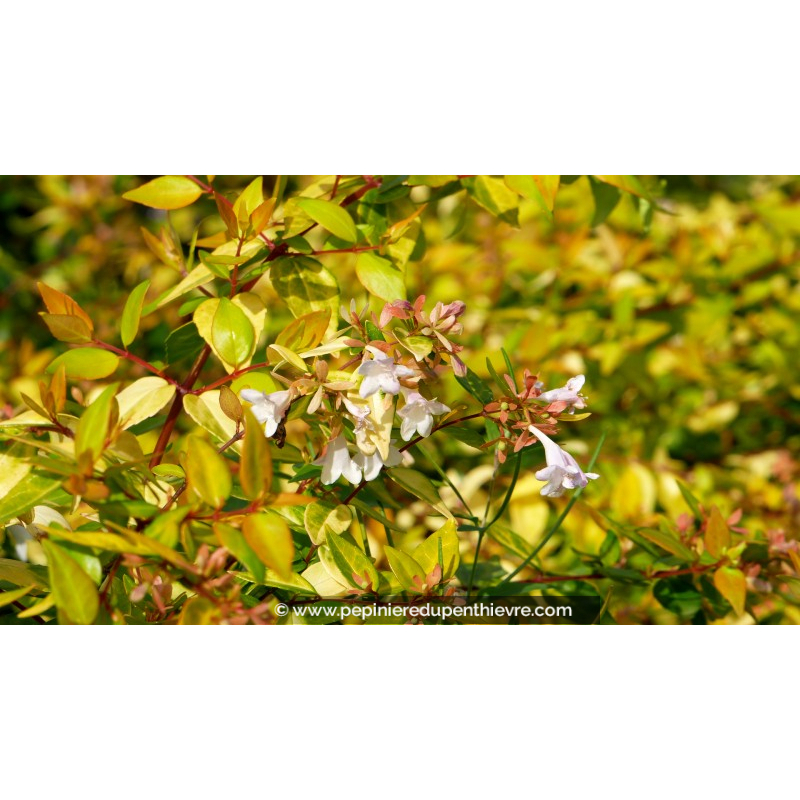 ABELIA x grandiflora 'Francis Mason'
