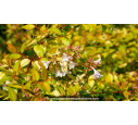 ABELIA x grandiflora 'Francis Mason' ABELIA x grandiflora 'Francis Mason'
