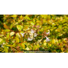 ABELIA x grandiflora \'Francis Mason\'