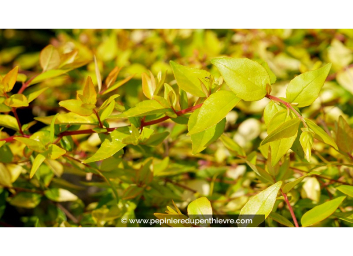 ABELIA x grandiflora 'Francis Mason' ABELIA x grandiflora 'Francis Mason'