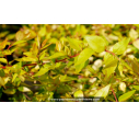 ABELIA x grandiflora 'Francis Mason' ABELIA x grandiflora 'Francis Mason'