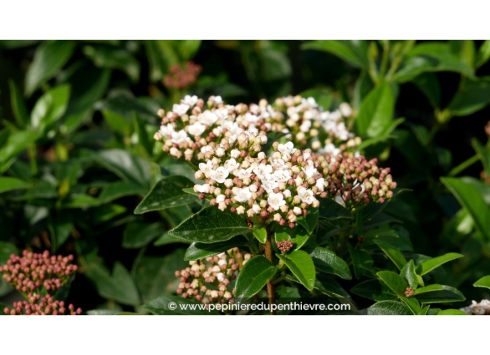 VIBURNUM tinus 'Eve Price'