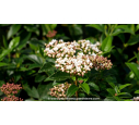 VIBURNUM tinus 'Eve Price'