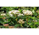VIBURNUM tinus 'Eve Price'