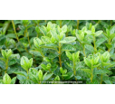 AZALEA japonica 'White Lady' AZALEA japonica 'White Lady'