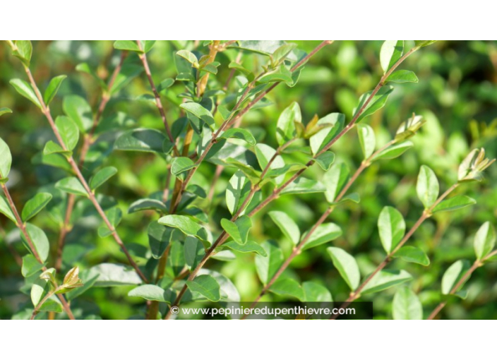 LIGUSTRUM sinense