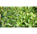 LIGUSTRUM sinense
