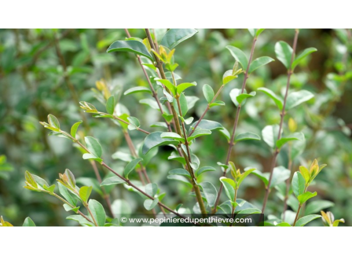 LIGUSTRUM sinense