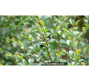 LIGUSTRUM sinense