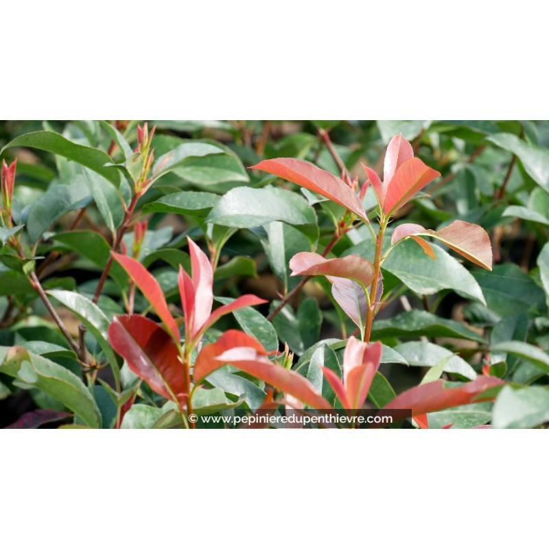 PHOTINIA fraseri 'Robusta Compacta'