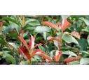 PHOTINIA fraseri 'Robusta Compacta'