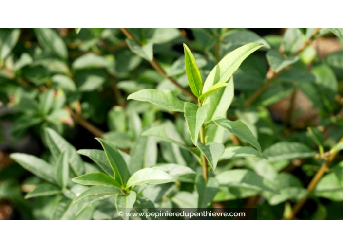 LIGUSTRUM vulgare