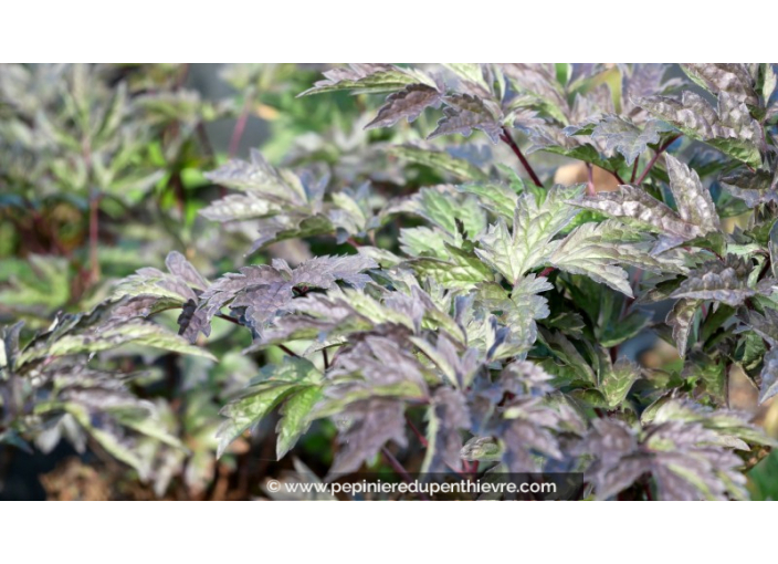 CIMICIFUGA simplex 'Brunette' CIMICIFUGA simplex 'Brunette'