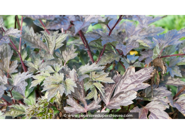 CIMICIFUGA simplex 'Brunette' CIMICIFUGA simplex 'Brunette'