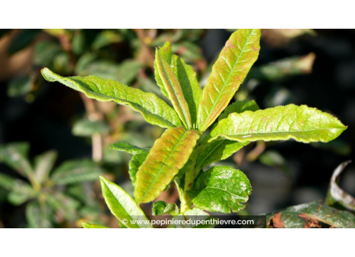 AZALEA mollis 'Hotspur Red' (rouge)