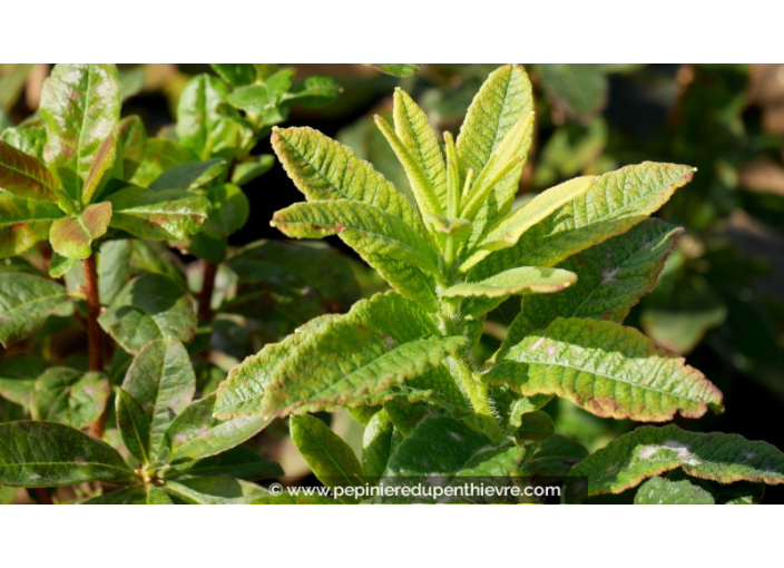 AZALEA mollis 'Saturnus' (rouge orangé)