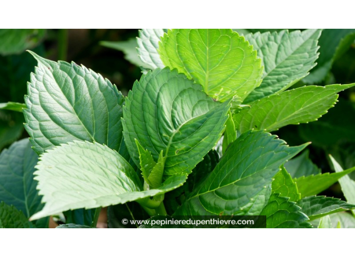 HYDRANGEA macrophylla 'Leuchtfeuer'