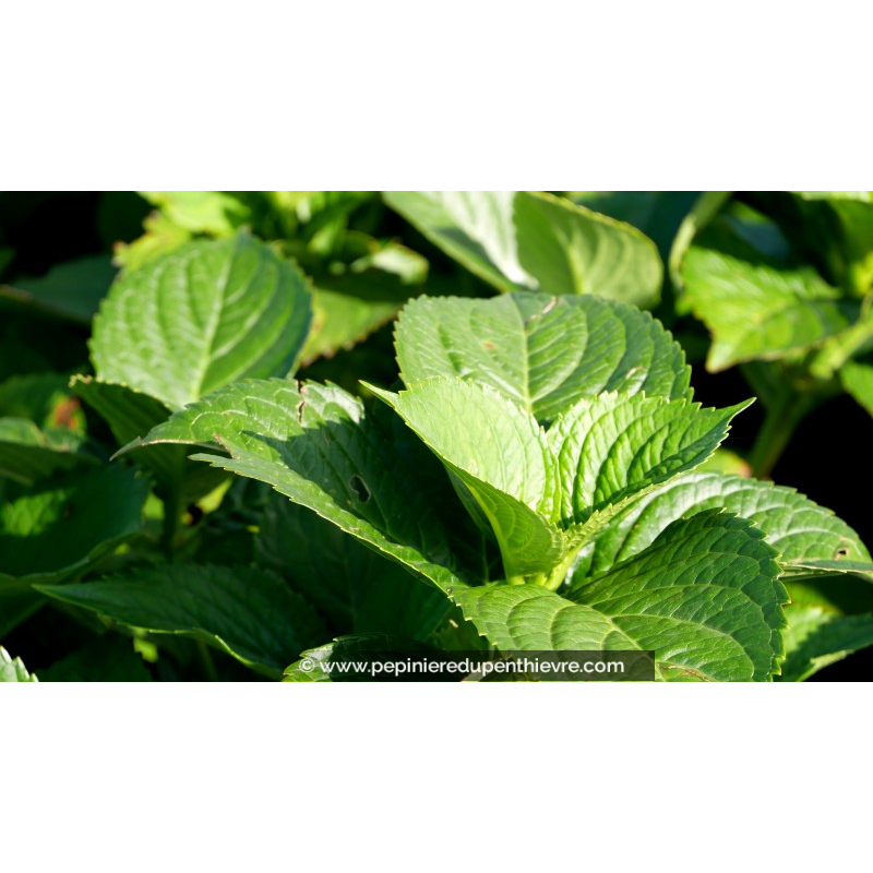 HYDRANGEA macrophylla 'Chaperon rouge'
