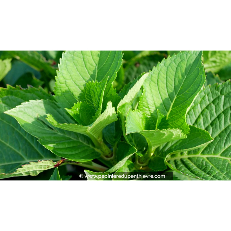 HYDRANGEA macrophylla 'King George V'