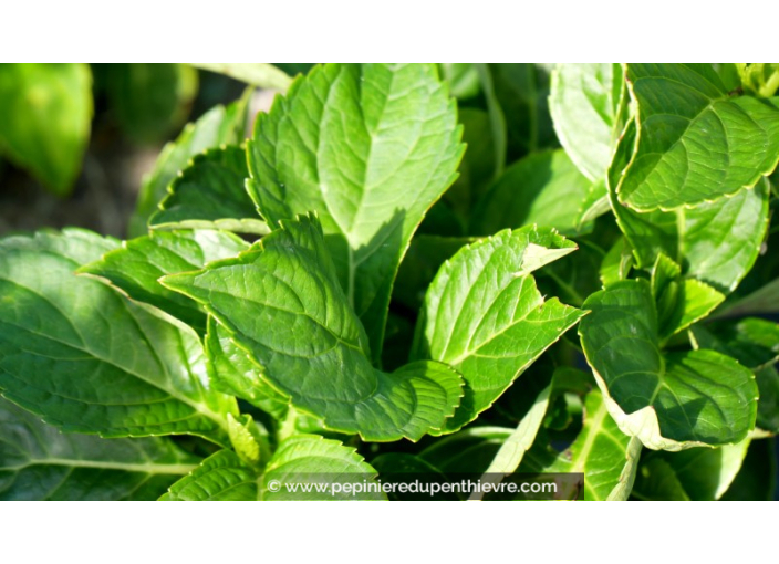 HYDRANGEA macrophylla 'Renate Steiniger'
