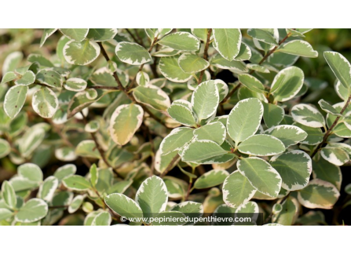 PITTOSPORUM tenuifolium 'Garnettii'