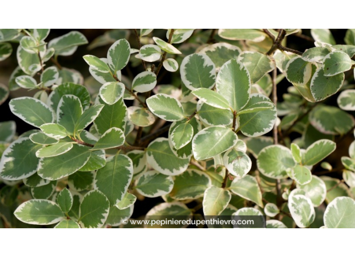 PITTOSPORUM tenuifolium 'Garnettii'