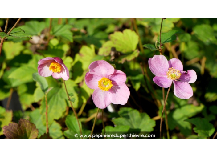 ANEMONE hupehensis 'Praecox'