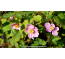 ANEMONE hupehensis 'Praecox'