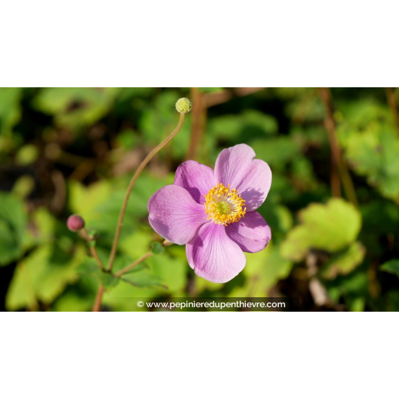 ANEMONE hupehensis 'Praecox'