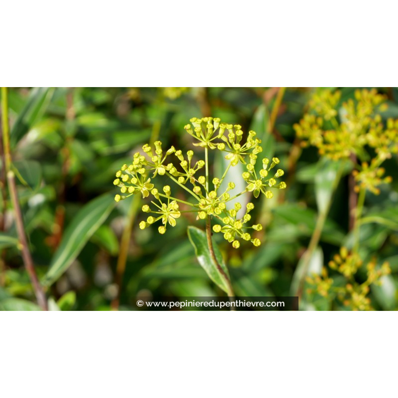 BUPLEURUM fruticosum