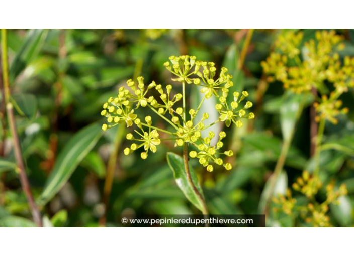 BUPLEURUM fruticosum