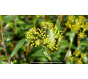 BUPLEURUM fruticosum