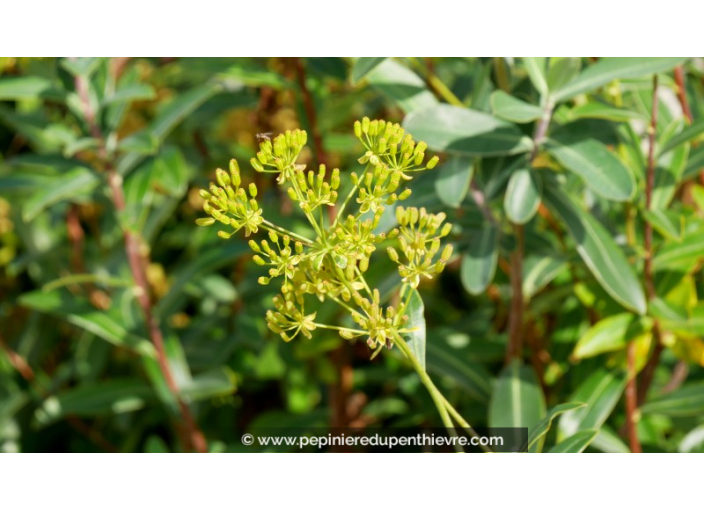BUPLEURUM fruticosum