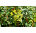 BUPLEURUM fruticosum