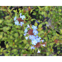 CERATOSTIGMA willmottianum