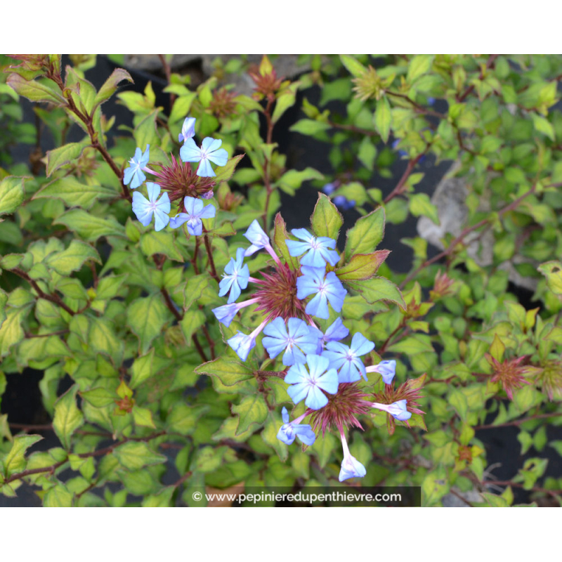 CERATOSTIGMA willmottianum