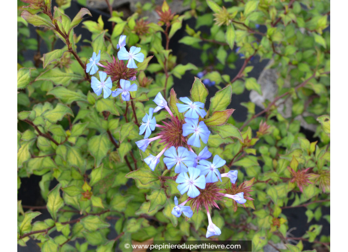 CERATOSTIGMA willmottianum